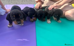 Dachshund dogs for sale: 4 beautiful puppies ready for new forever home!!!! - Image 8