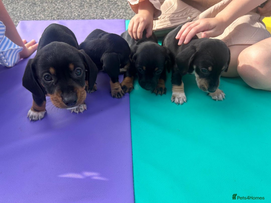 Dachshund dogs for sale: 4 beautiful puppies ready for new forever home!!!! - Image 8