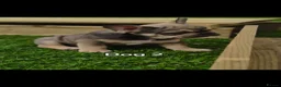 French Bulldog dogs for sale: French bulldogs puppies for sale,KC registered  - Advert 22