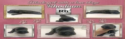 Miniature Schnauzer dogs for sale: Black Mini Schnauzer Litter  - Advert 12