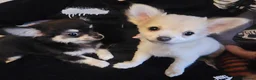 Chihuahua dogs for sale: **Ready Now ** Chihuahua Puppies ️ KC Registered  in Bristol - Advert 4