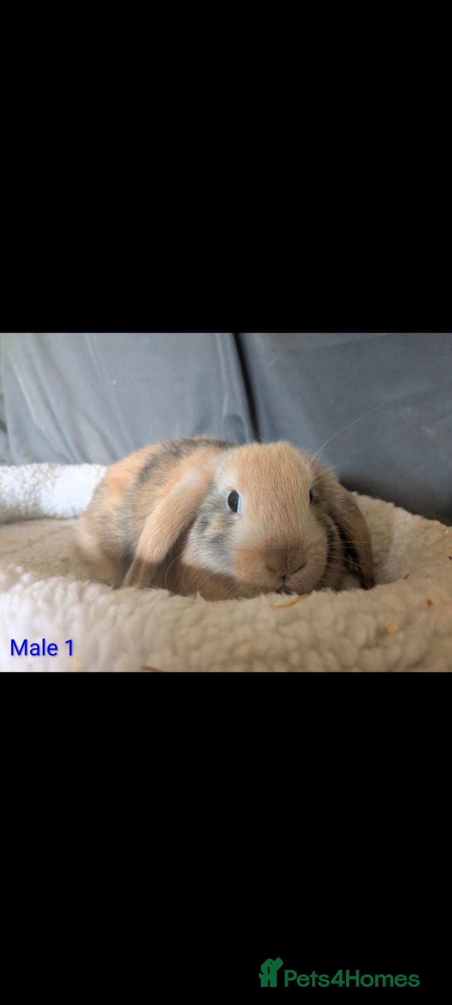 Mini Lop rabbits LAST ONE stunning mini lop babies - Advert 2