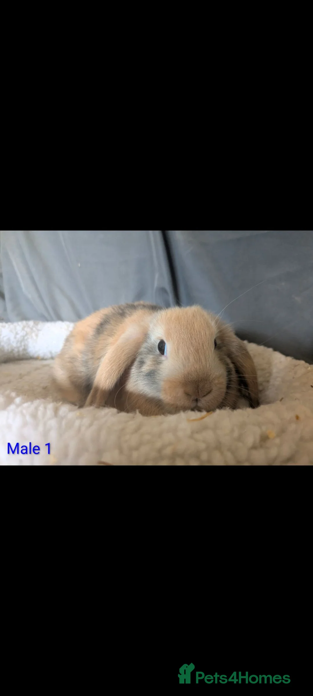 Mini Lop rabbits for sale: Stunning mini lop male  - Advert 1