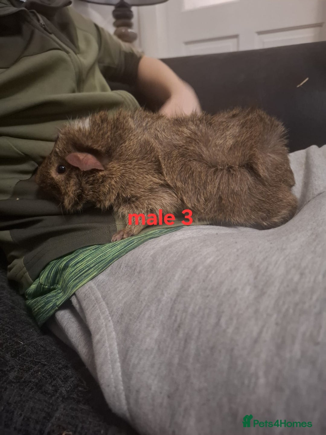 Guinea Pig rodents for sale: 13 guinea pigs mixed breed - Advert 39