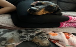 Miniature Dachshund dogs for sale: One adorable piebald male dachshund ready to go  - Image 8