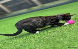 Bengal cats for sale: Gorgeous Bengal X Kittens!! Price Reduced!! - Image 2