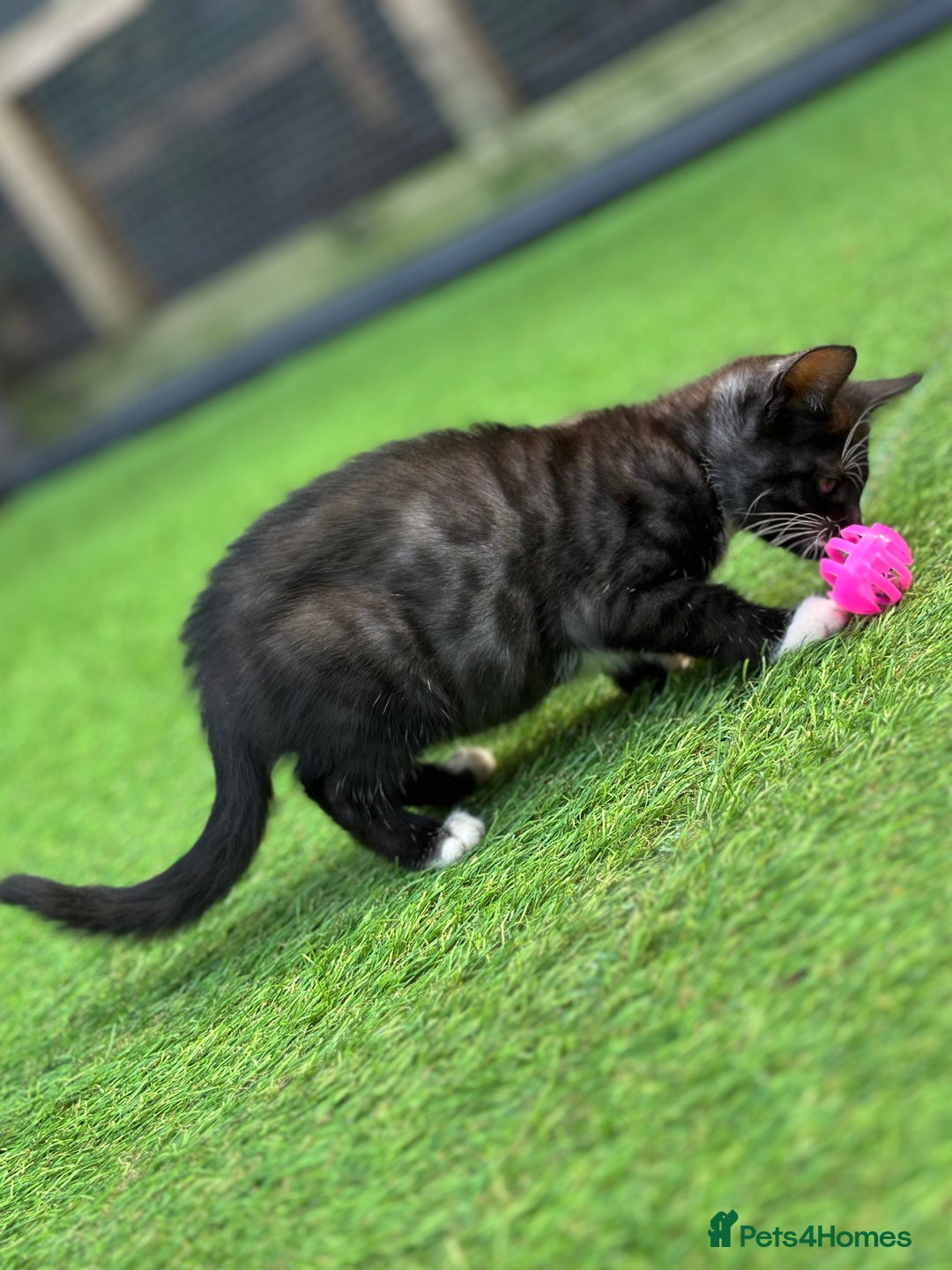 Bengal cats for sale: Gorgeous Bengal X Kittens!! Price Reduced!! - Image 2