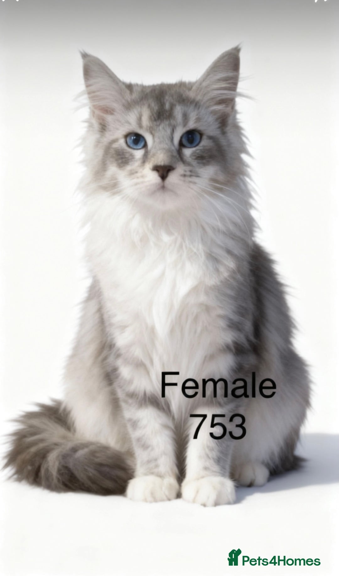 Maine Coon cats for sale: Pedigree Maine Coons - Advert 3
