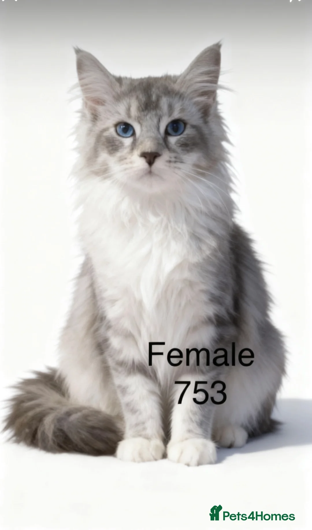 Maine Coon cats for sale: Pedigree Maine Coons - Advert 3
