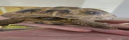 Tortoise reptiles for sale: Russian Tortose and enclosure  in Saint Helens - Advert 1