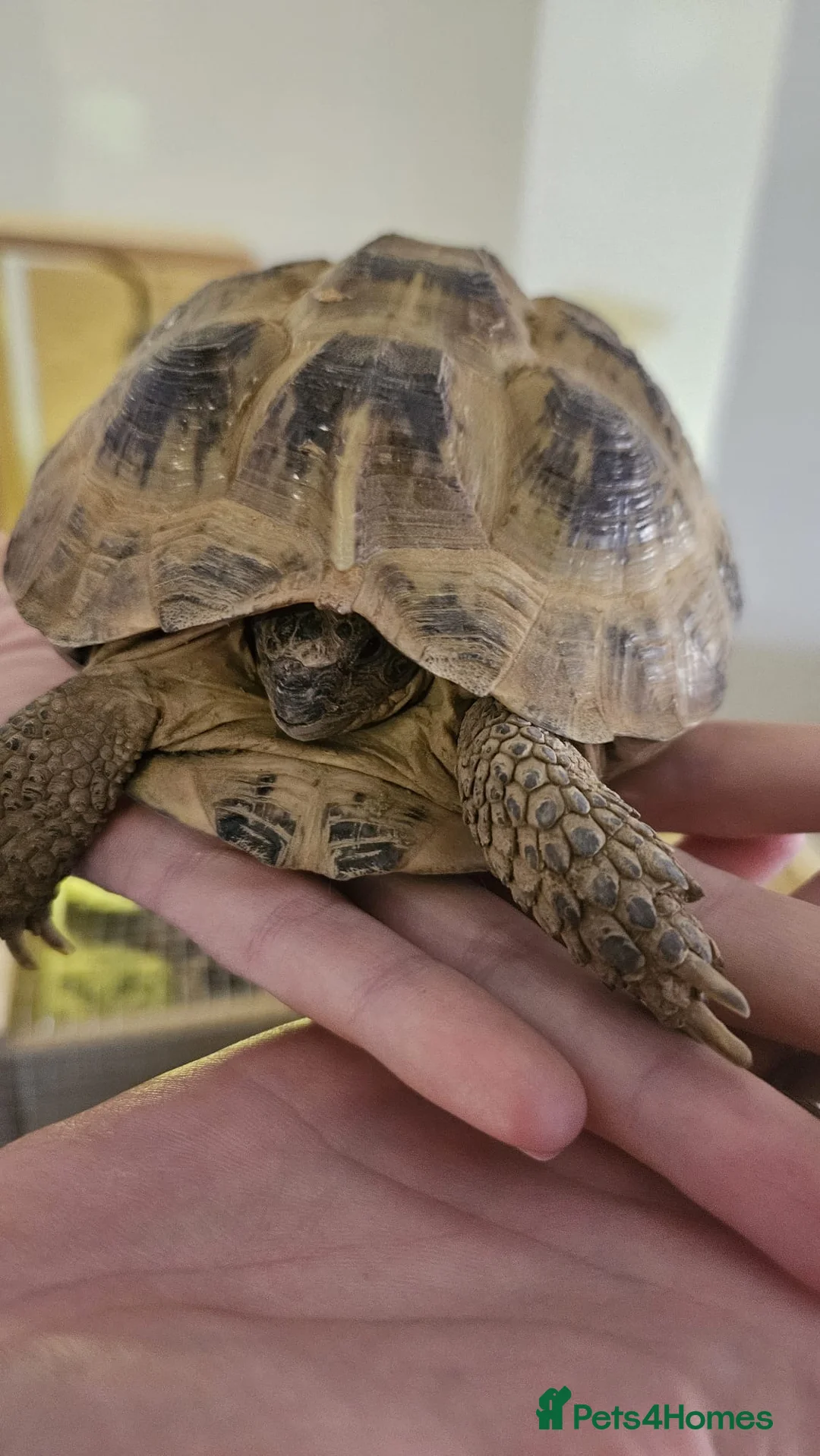 Tortoise reptiles for sale: Russian Tortose and enclosure  in Saint Helens - Advert 1