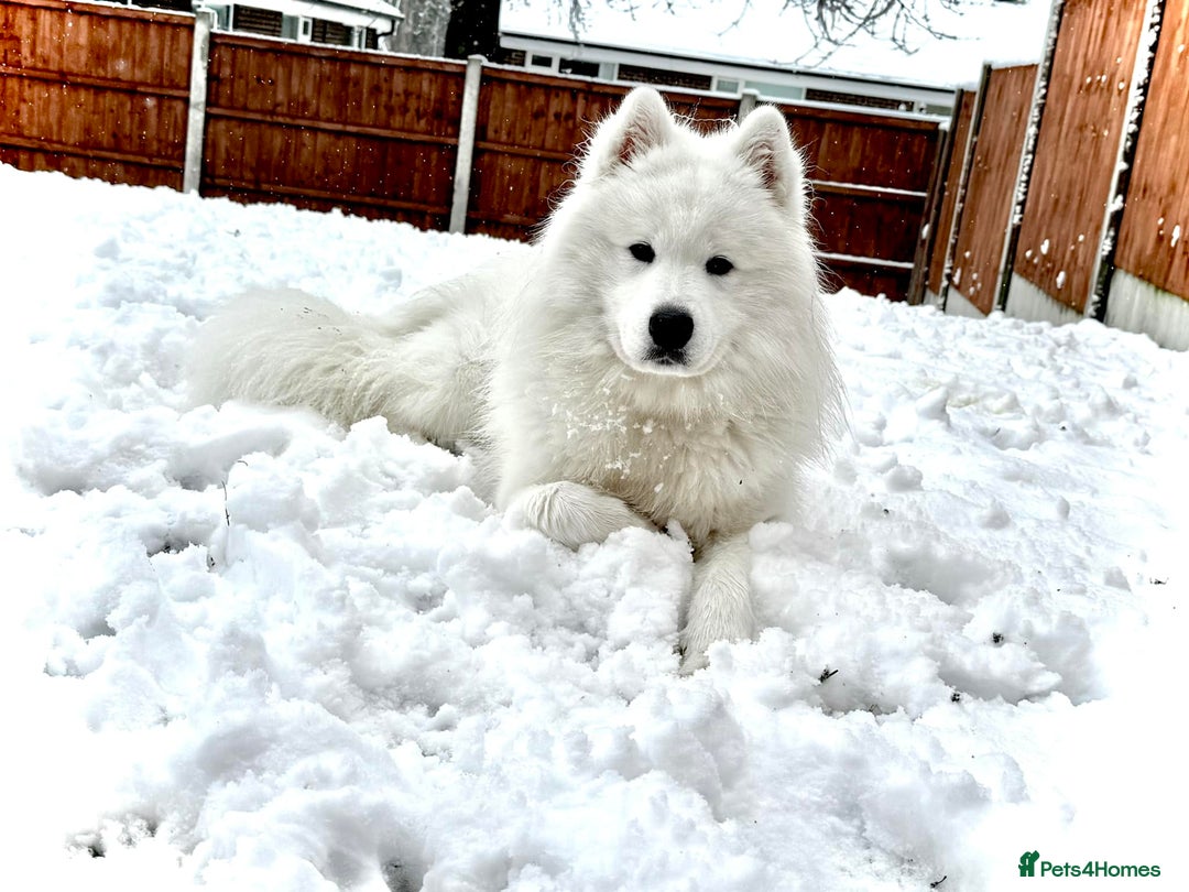 Mixed Breed dogs for sale: Siberian Husky cross Samoyed / Samusky - Image 14