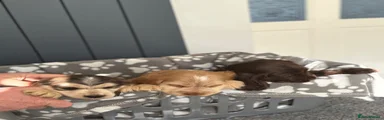 Cocker Spaniel Puppy 1