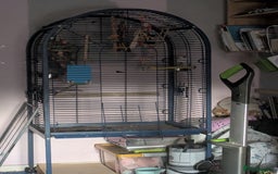 Conures birds for sale: 2 bonded conures  - Image 5