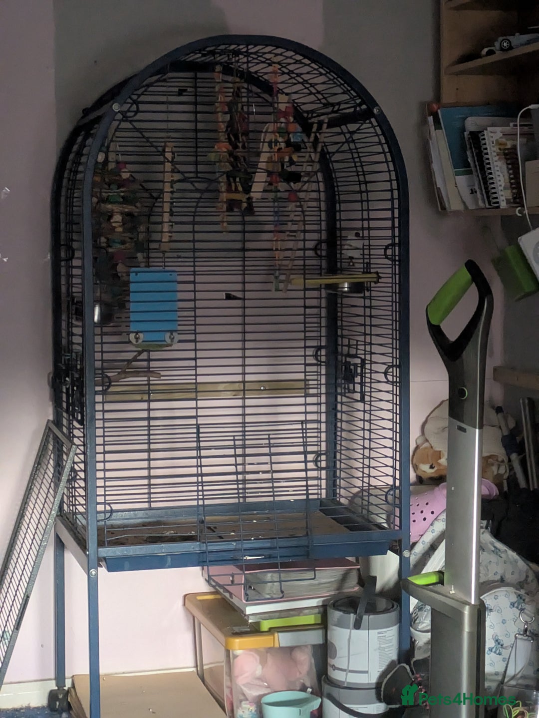 Conures birds for sale: 2 bonded conures  - Image 5