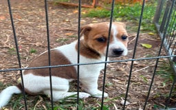 Jack Russell dogs for sale: Jack Russell Pups  - Image 8