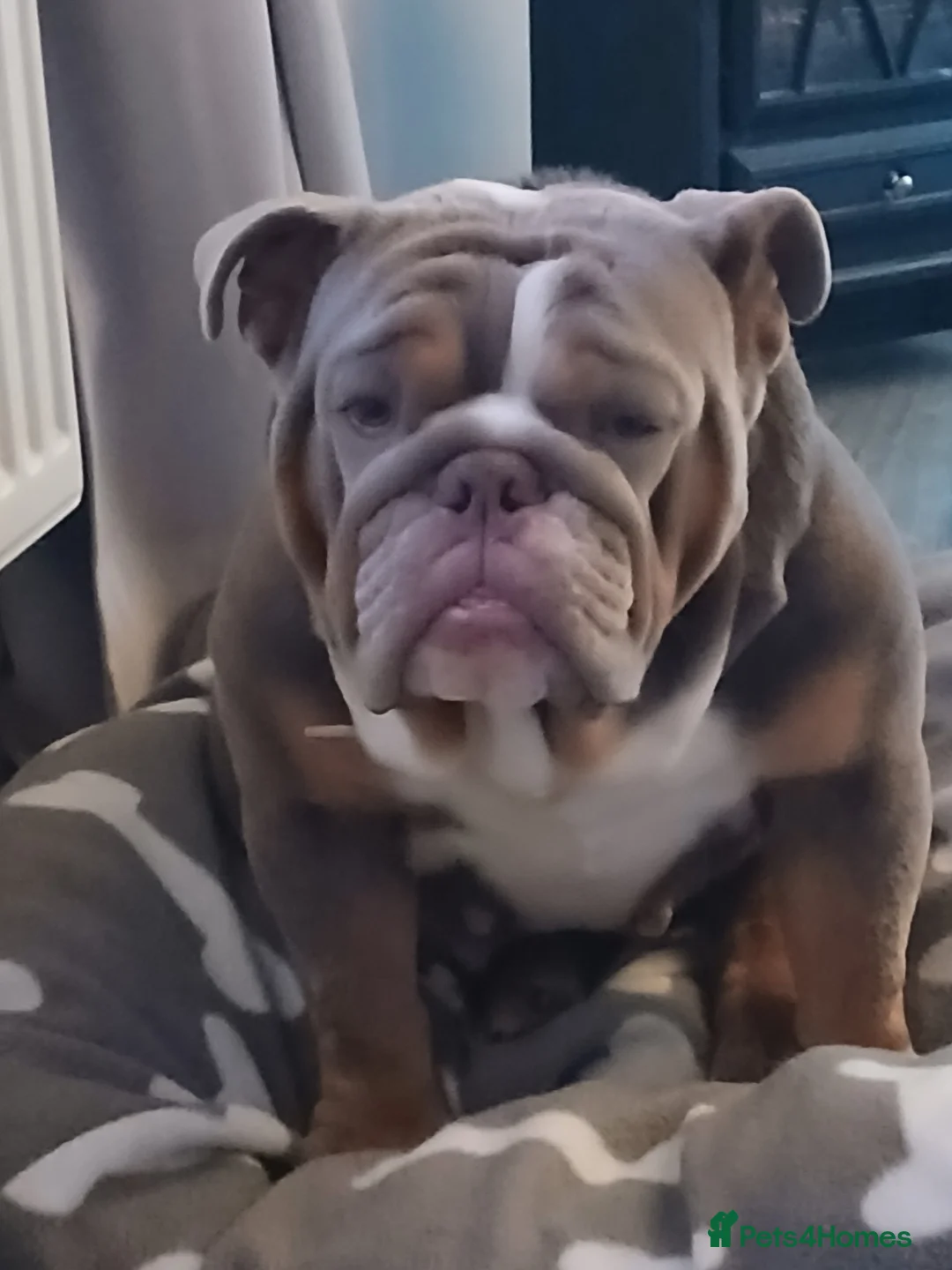 English Bulldog dogs for sale: English bulldog  - Advert 2