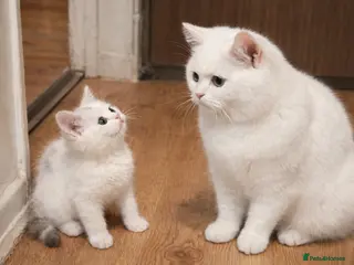 British Shorthair cats British Shorthair White Kitten - Advert 1