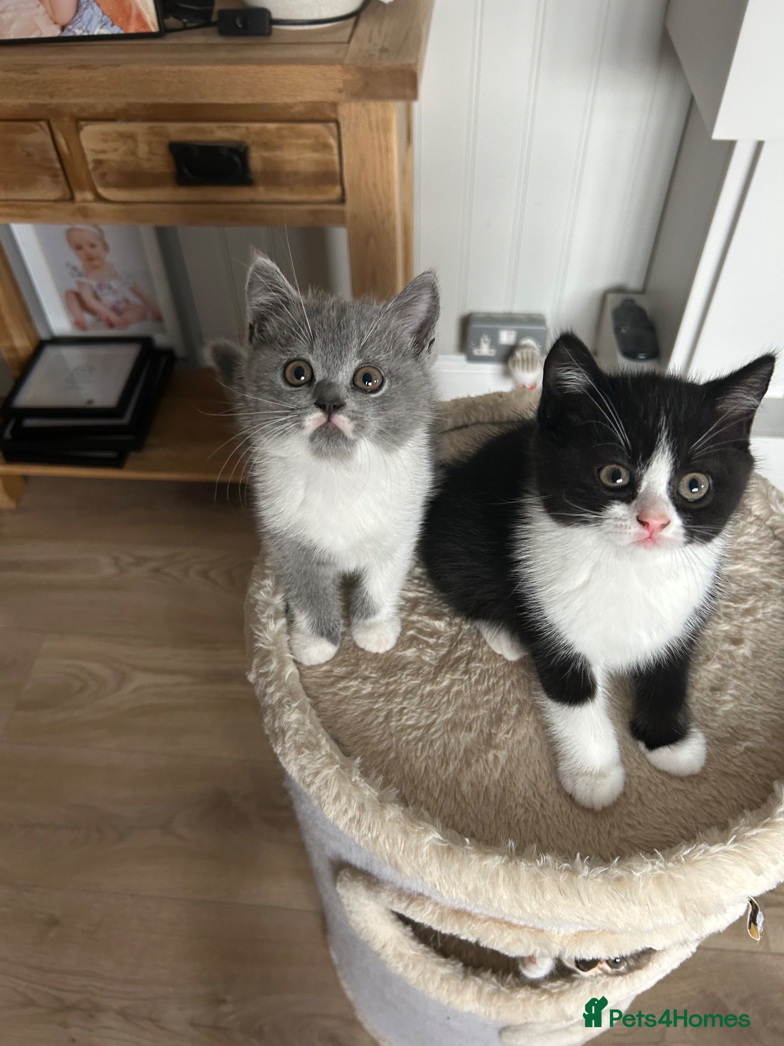 British Shorthair cats 💥READY NOW 💥Cute BSH Kittens  - Advert 2
