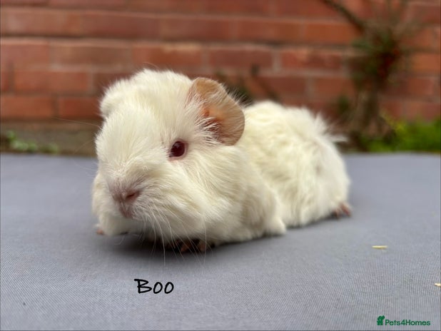 Guinea Pig rodents Baby guinea pigs - Advert 3