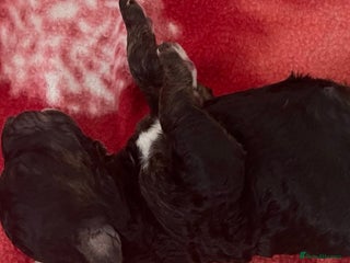 Cockapoo dogs - Advert 6