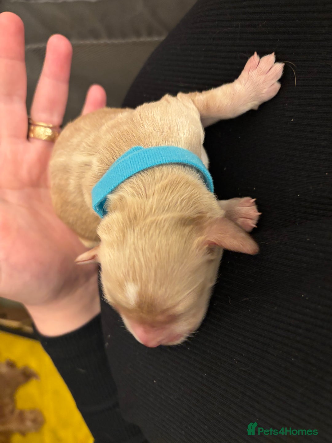 Cocker Spaniel dogs for sale: 6 beautiful cocker spaniels puppy’s born 01/12/25 - Advert 5