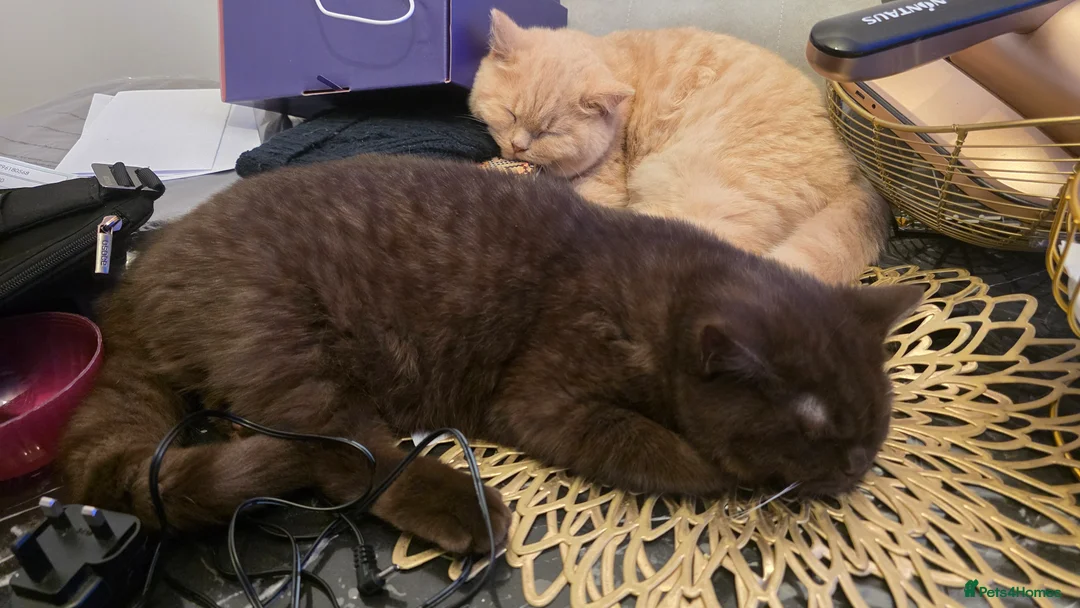 British Shorthair cats for sale: British Shorthair Pair – Must Stay Together - Advert 1