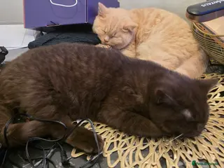 British Shorthair cats British Shorthair Pair – Must Stay Together - Advert 1