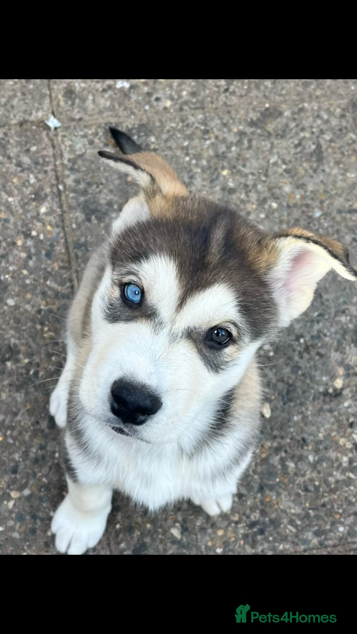 Utonagan dogs Alaskan Malamute PuppiesMicrochippedOnly 4 Left! - Advert 1