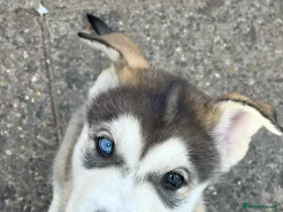 Utonagan dogs Alaskan Malamute PuppiesMicrochippedOnly 4 Left! - Advert 11