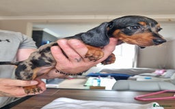 Dachshund dogs for sale: 4 beautiful miniature dachshunds. - Image 16