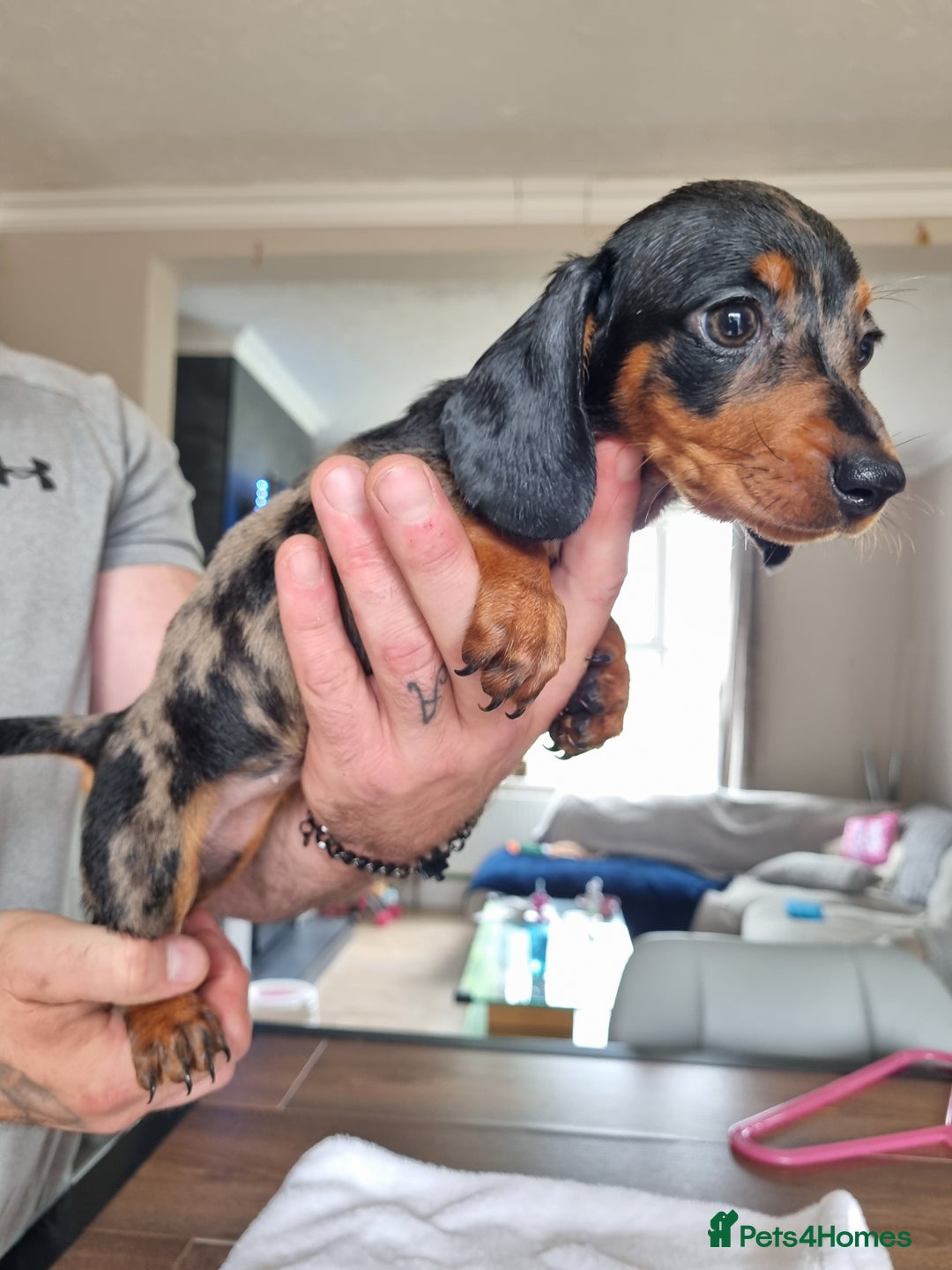 Dachshund dogs for sale: 4 beautiful miniature dachshunds. - Image 16