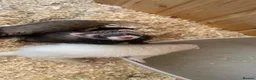 Ferret rodents for sale: Ferret kits  - Advert 4