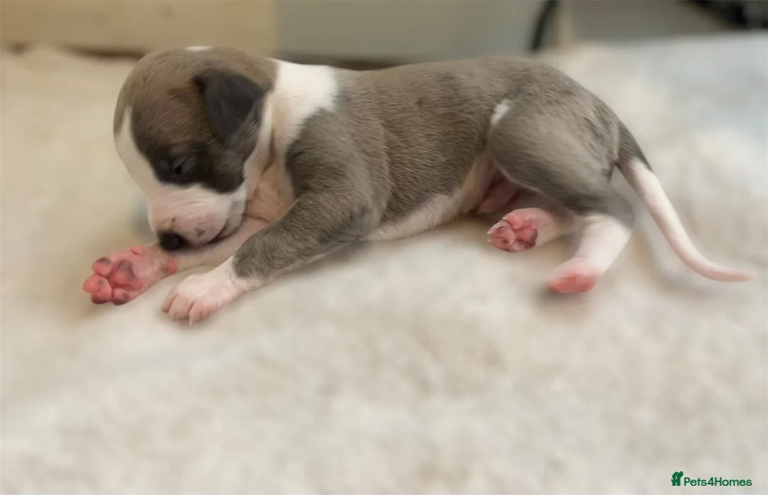 Whippet dogs for sale: 🐾 Quality KC Registered Whippet Puppies 🐾 - Advert 13