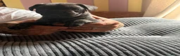 Frug dogs for sale: French bulldog x frug - Advert 8