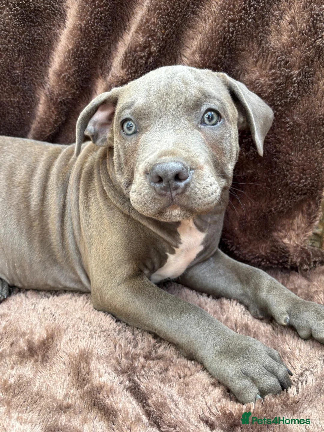 Staffordshire Bull Terrier dogs for sale: Wonderful blue staff pups  - Advert 6