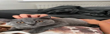 British Shorthair Freddy 