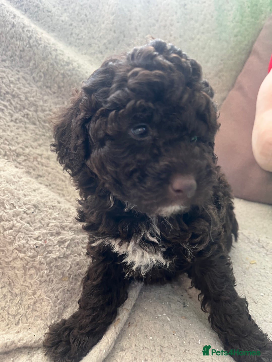 Toy Poodle dogs for sale: Toy poodle puppies - Advert 4