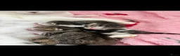 Domestic Shorthair cats for adoption: Adorable Kittens Looking for Their Forever Homes  - Advert 7