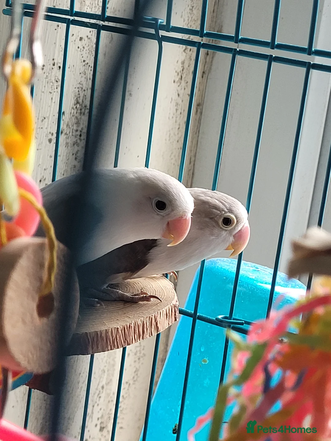 Lovebirds birds for sale: Bonded pair of lovebirds - Advert 3