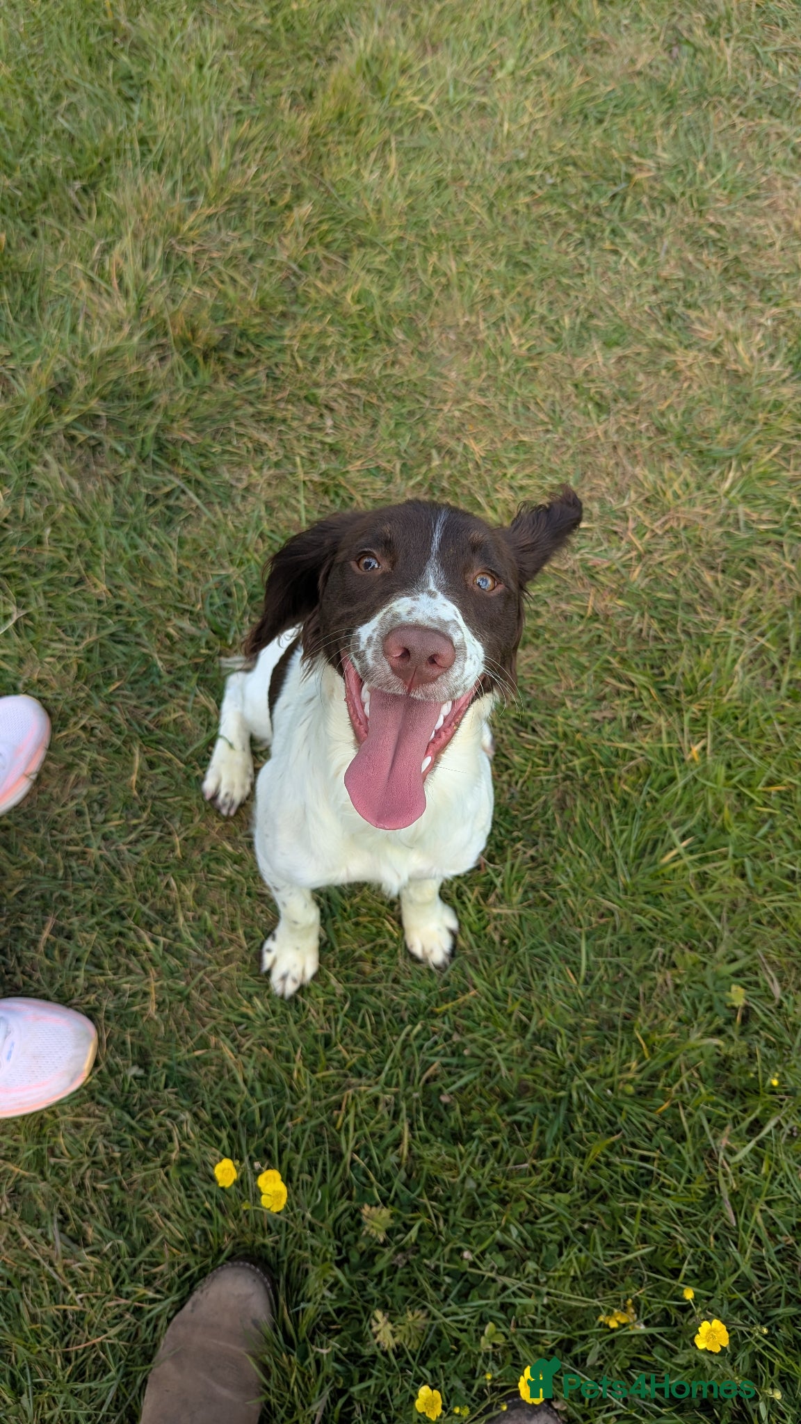 English Springer Spaniel dogs for sale: 7 months old springer  - Advert 2