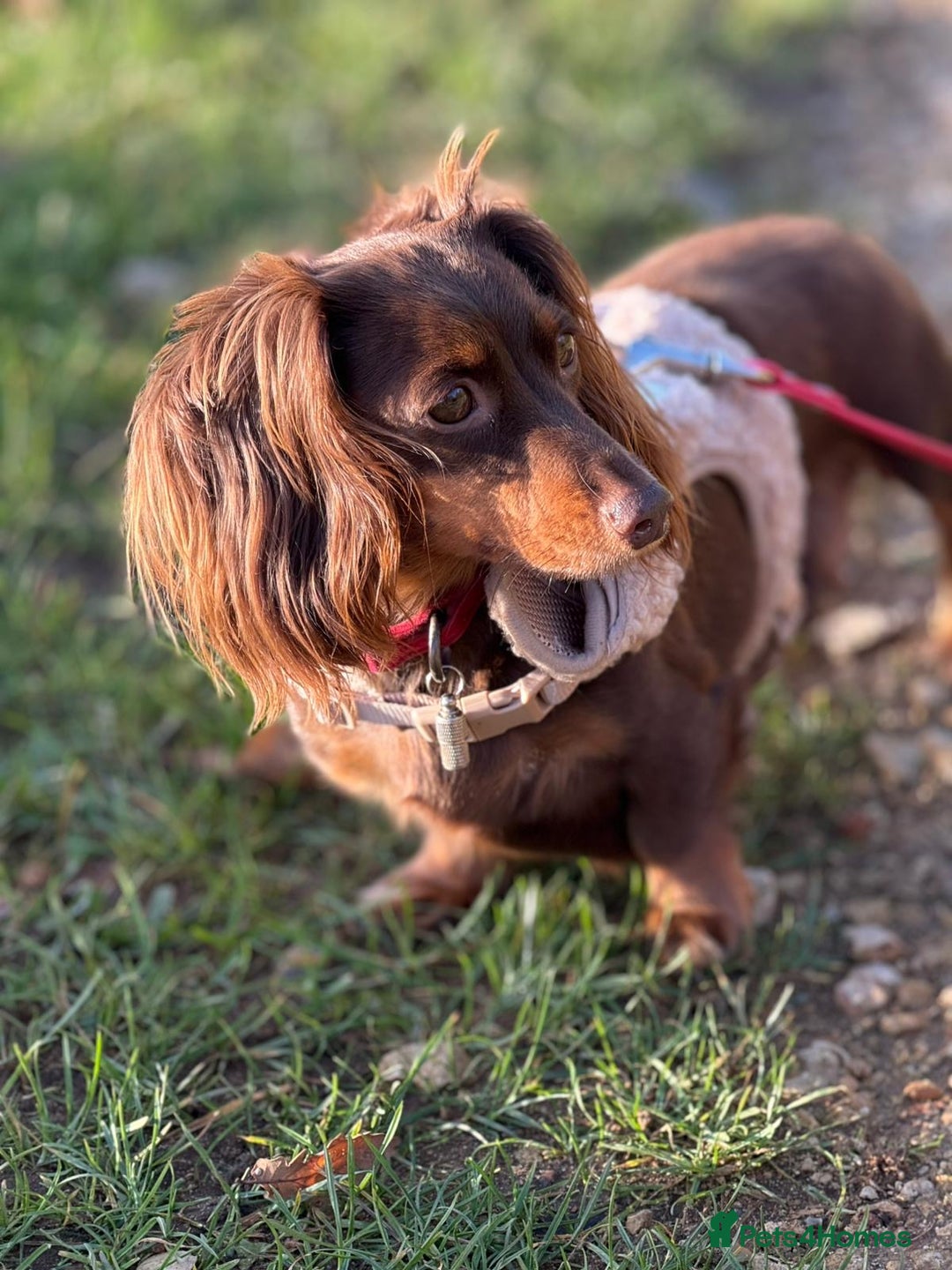 Miniature Dachshund dogs for sale:  Long haired miniature dachshund litter  - Advert 14