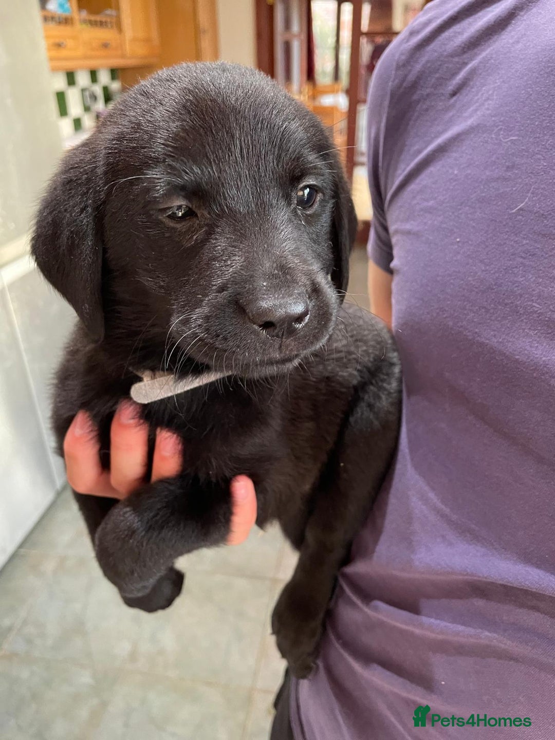 Labrador Retriever dogs for sale: Lovely unexpected litter of Labs - Image 12