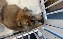 Chow Chow dogs for sale: Chow Puppies looking for new home - Image 15