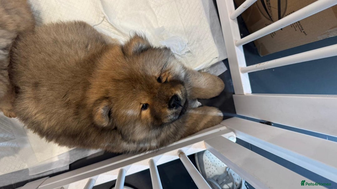 Chow Chow dogs for sale: Chow Puppies looking for new home - Image 15