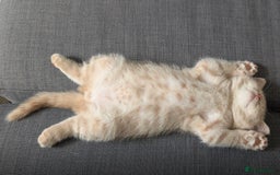 British Shorthair cats for sale: 3 beautiful pedigree British shorthair boys.  - Image 13