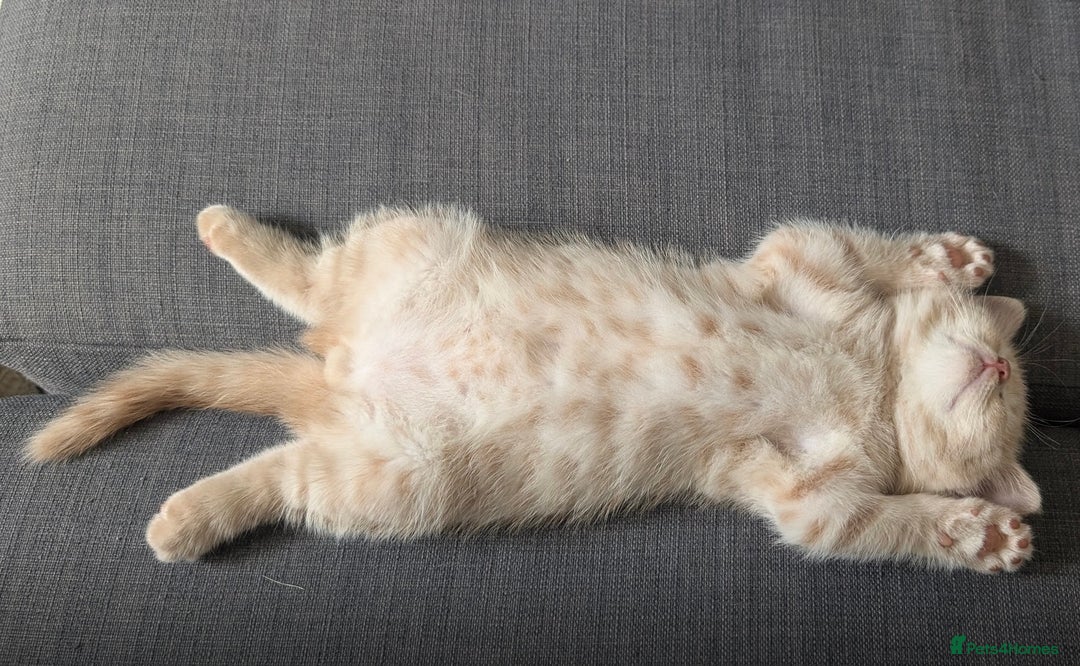 British Shorthair cats for sale: 3 beautiful pedigree British shorthair boys.  - Image 13