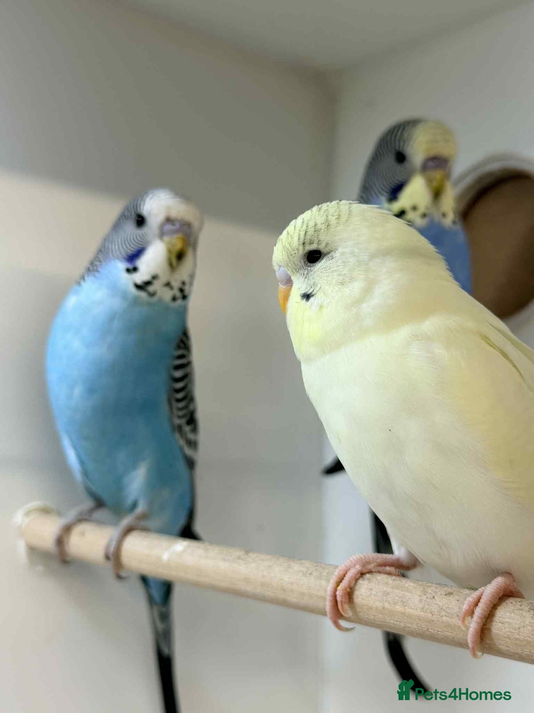 Budgerigars birds for sale: Baby Budgies 8 weeks old  - Advert 1