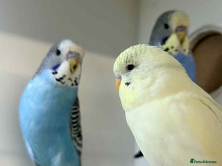 Budgerigars birds Baby Budgies 8 weeks old - Advert 2