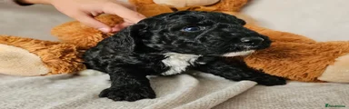 Cockapoo Black Tuxedo 